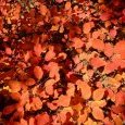 Somptueuses couleurs d'automne