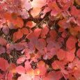 Couleurs d'automne
