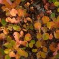 Couleurs d'automne