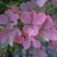 Couleurs d'automne